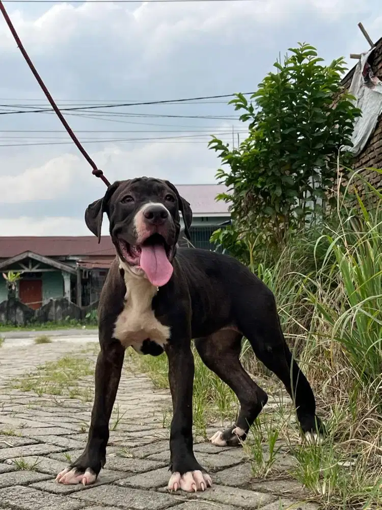 PITBUL BETINA ANAKAN IMPORT