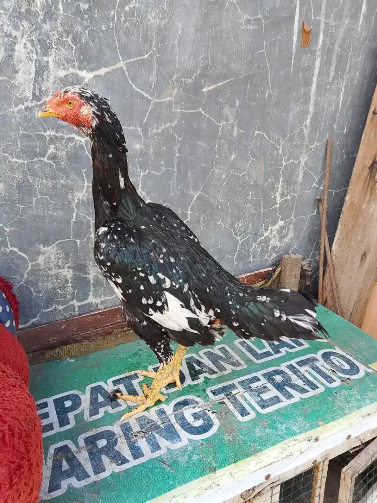 Induk Bangkok selatan