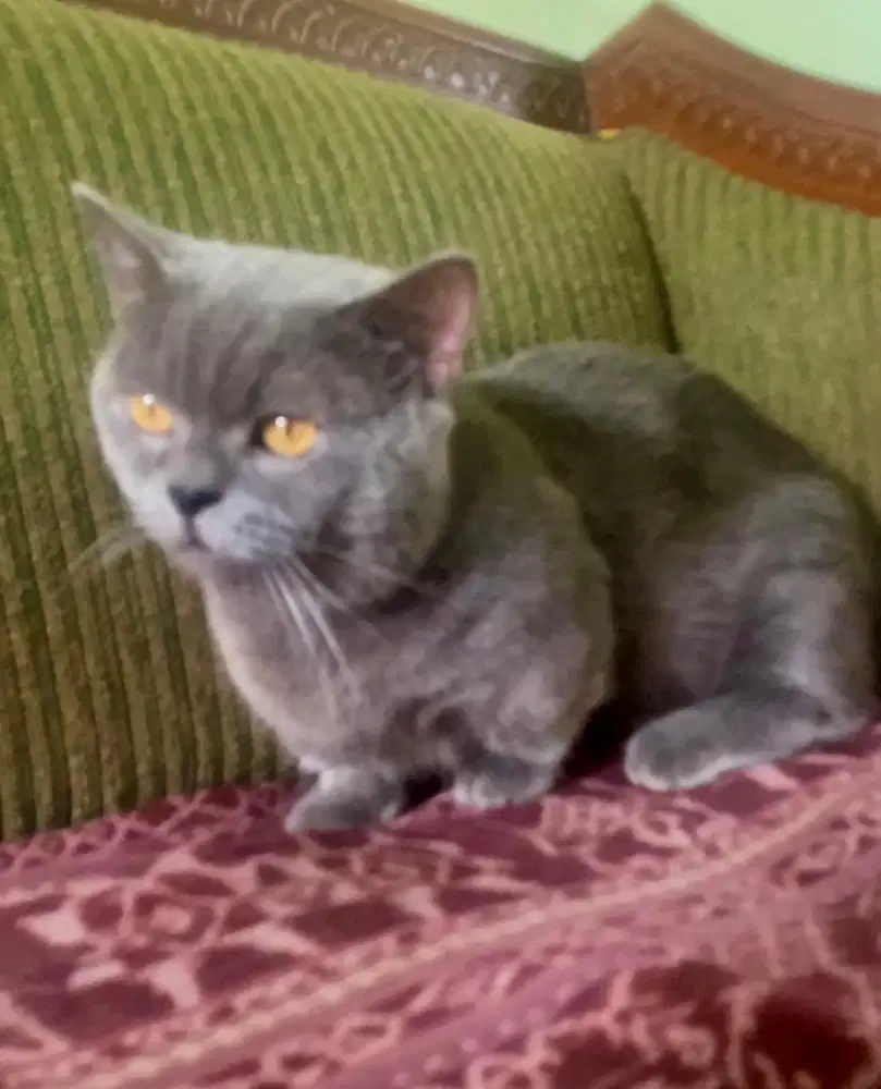 bsh munchkin jantan pacak