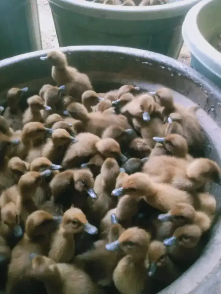 Dod Mojosari betelur