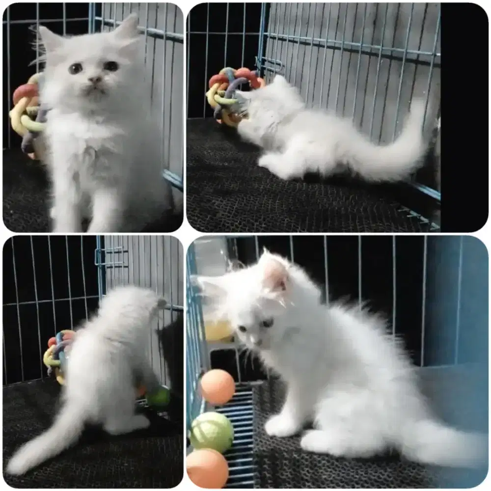 Kitten jantan Persia white solid