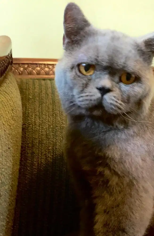 bsh jantan ped blue solid