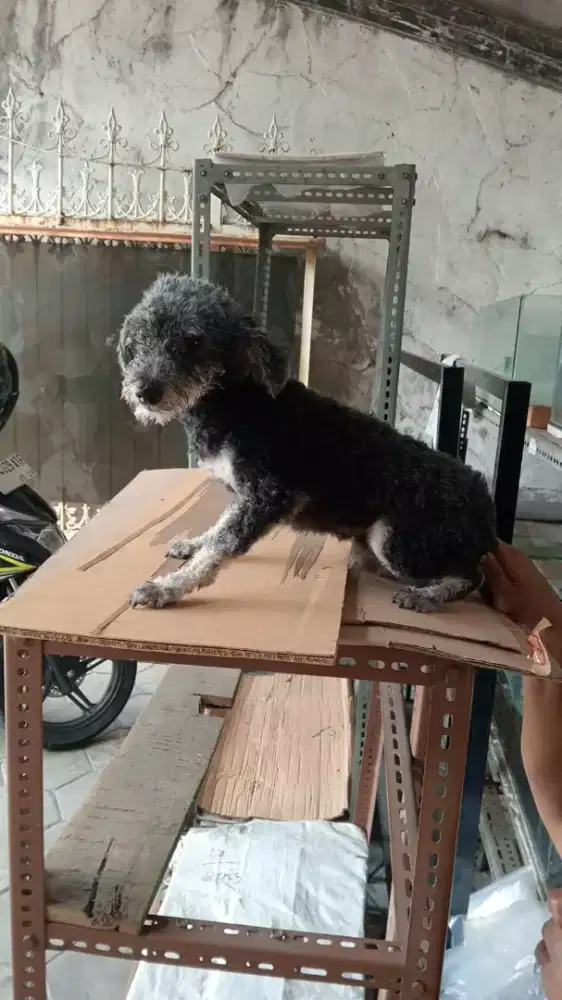 Anjing Poodle jantan