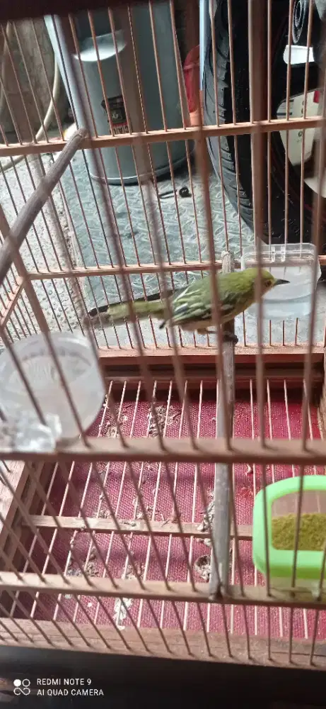 JUAL BURUNG CIPEUW / SIRTU JANTAN