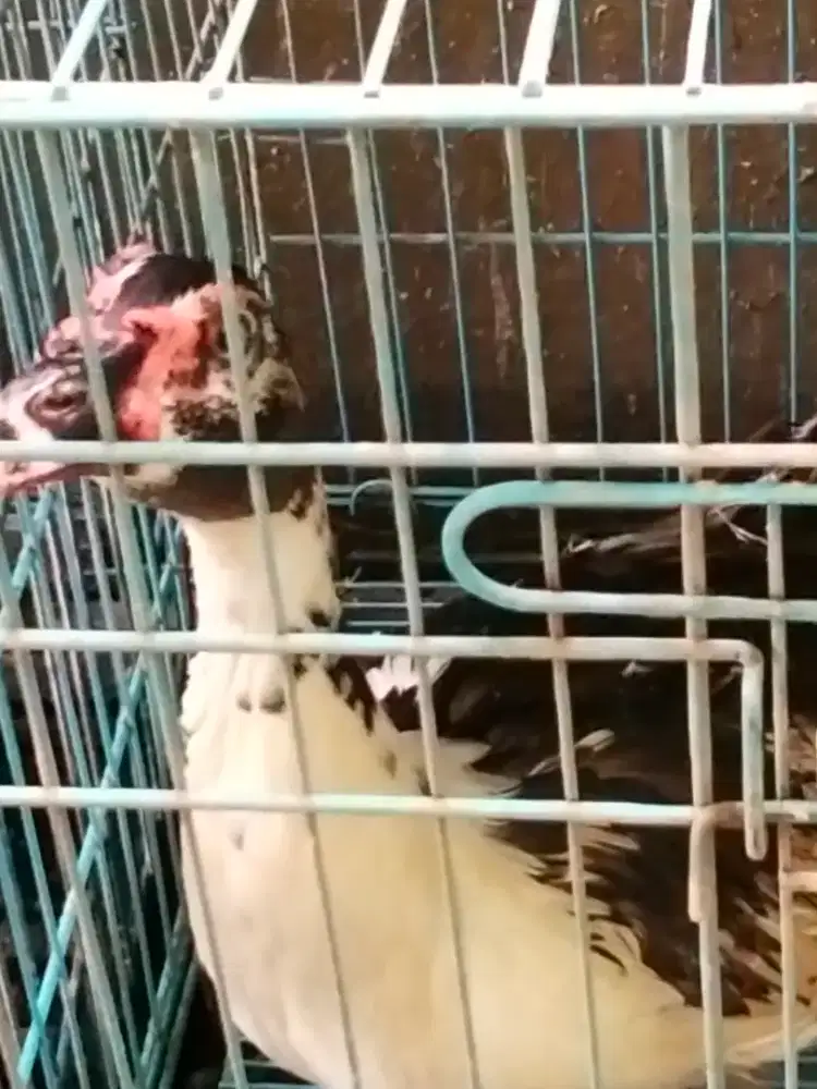 Entok jantan basor ngooos