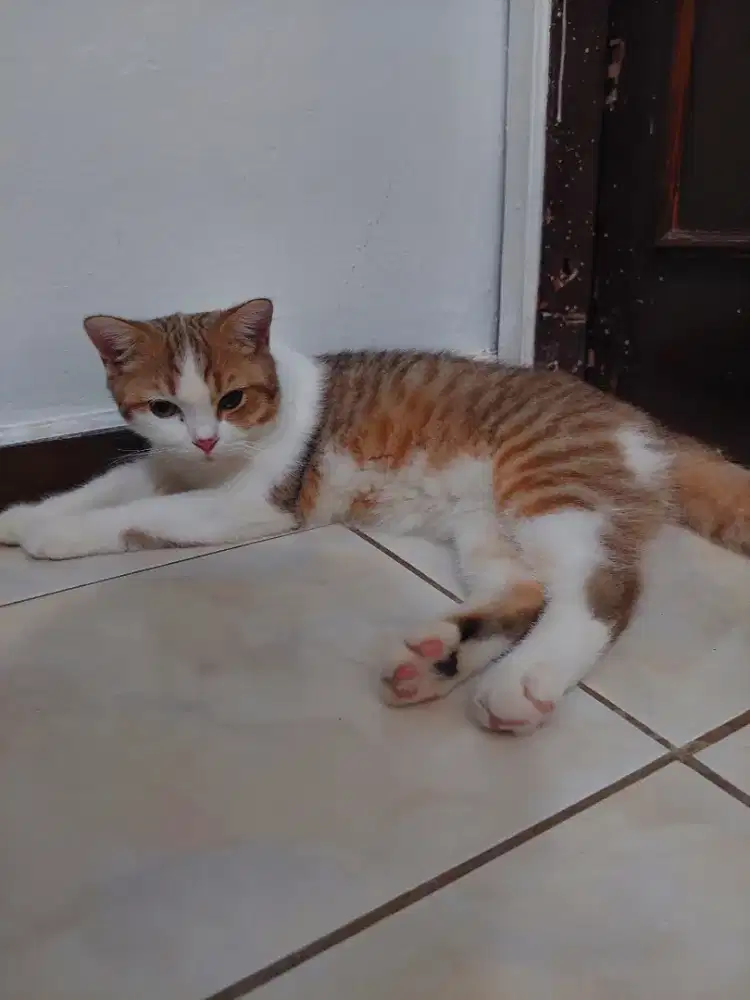 pure Bsh 7 bulan jantan golden Tabby