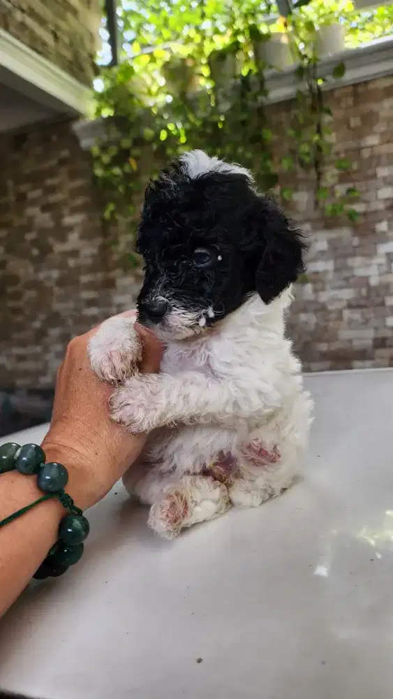 Anakan Poodle Party Murahh