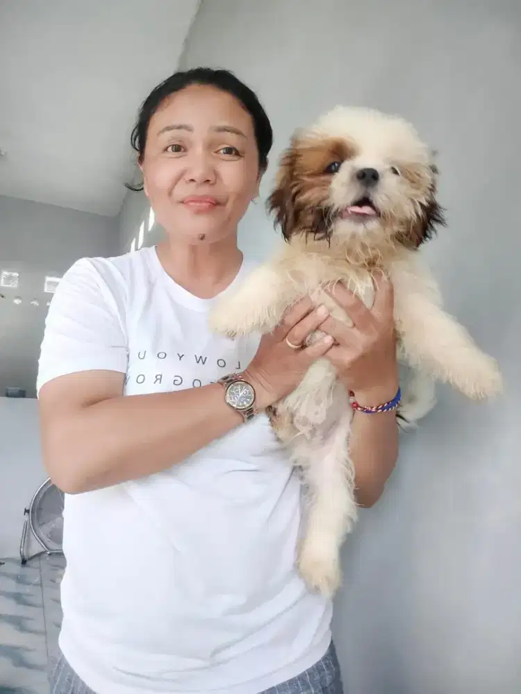 Shitzhu pure jantan tinggal satu