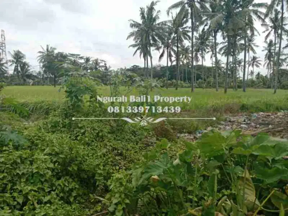 Dijual Tanah Murah Luas 500 m2 Kawasan Villa di Lodtunduh Ubud
