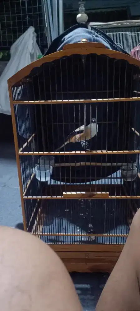 Burung pentet / cendet