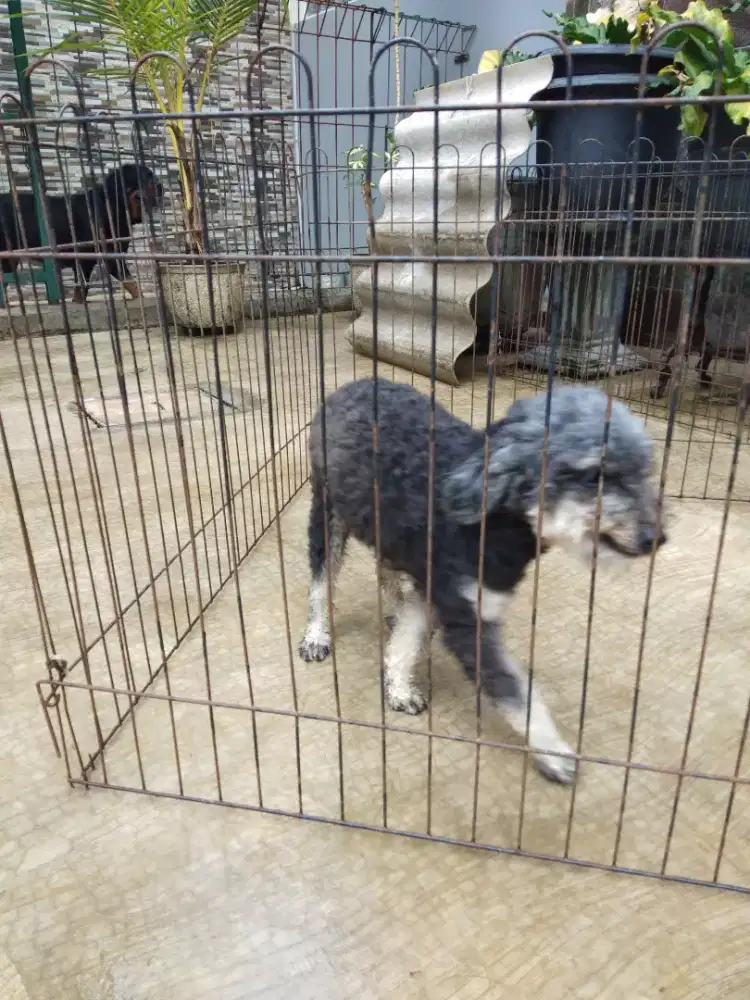 Poodle pantone jantan