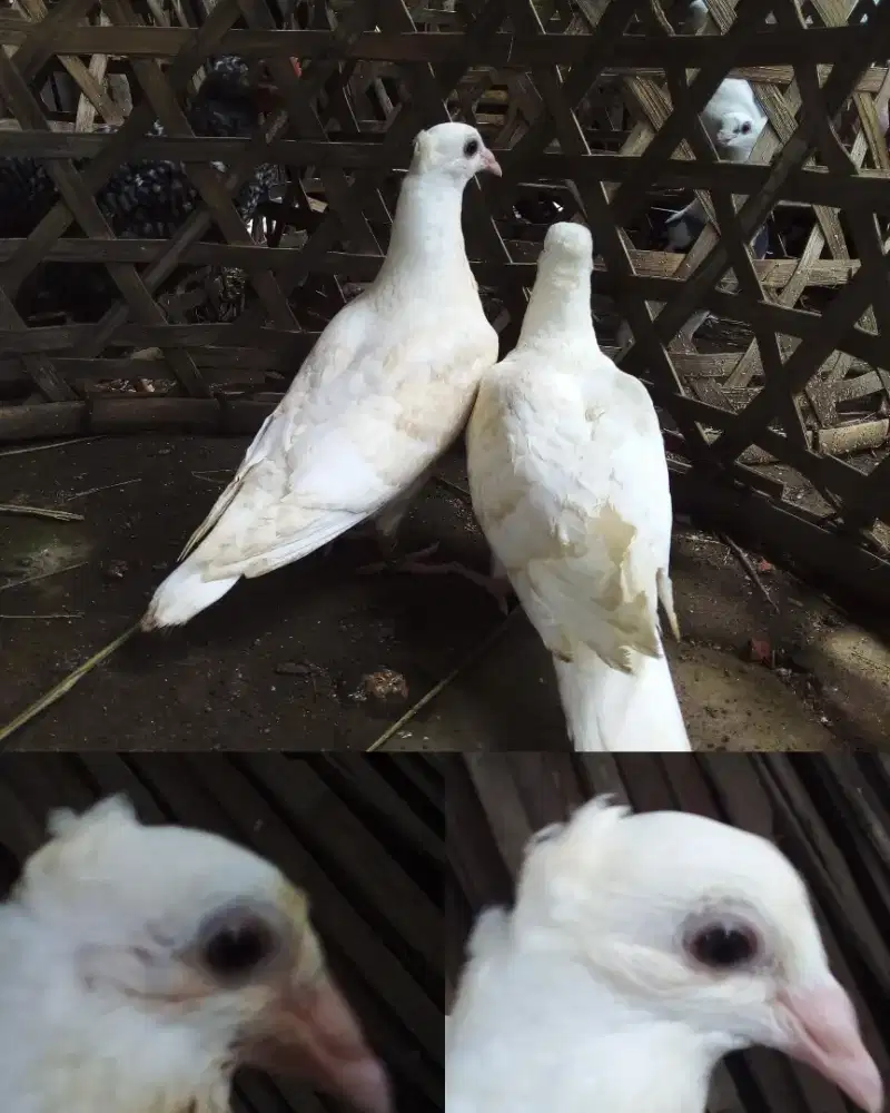 Sepasang anak merpati pos putih polos jambul