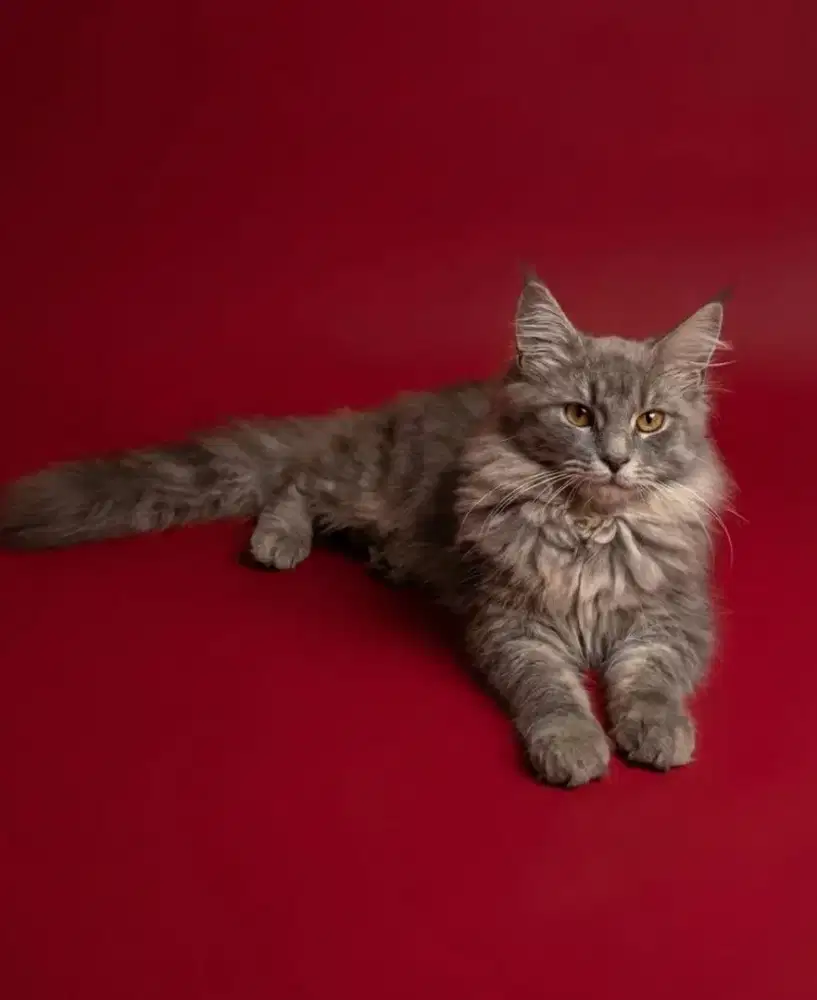 Kucing mainecoon / kitten mainecoon / mc / menkun / ped