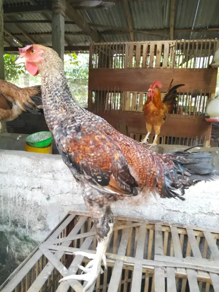 ayam pelung berkualitas trah bagus jumbo