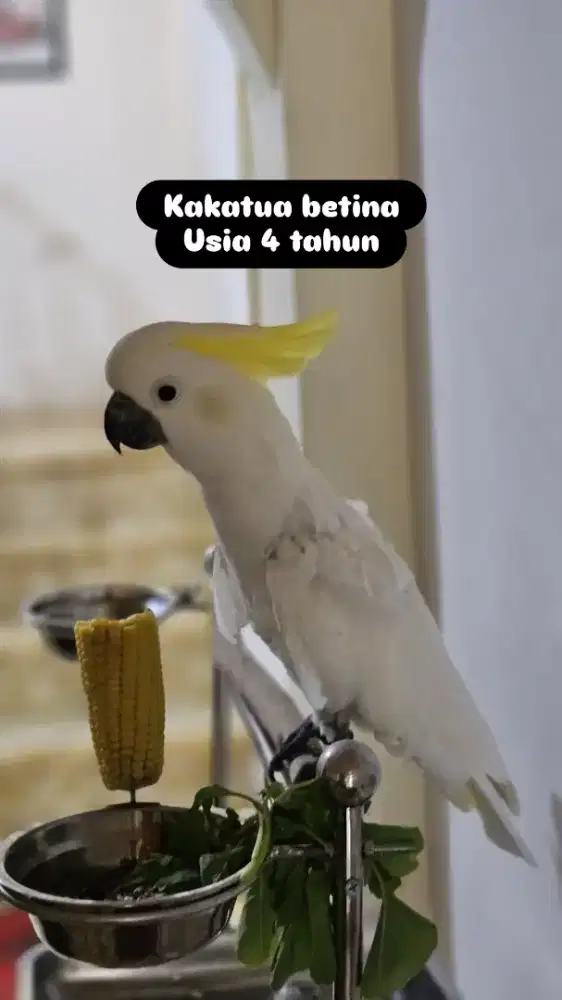 Kakatua medium betina