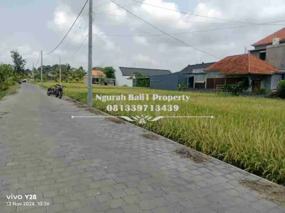 Disewa Tanah Luas 26 Are View Sawah Lingkungan Villa