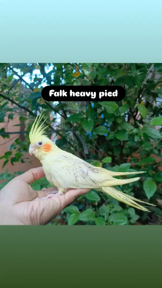 Burung Falk heavy pied