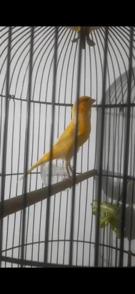 Kenari F1 muda gacor atas bawah siang malam