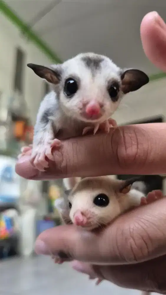 Sugar Glider Sepasang 1 Bulan