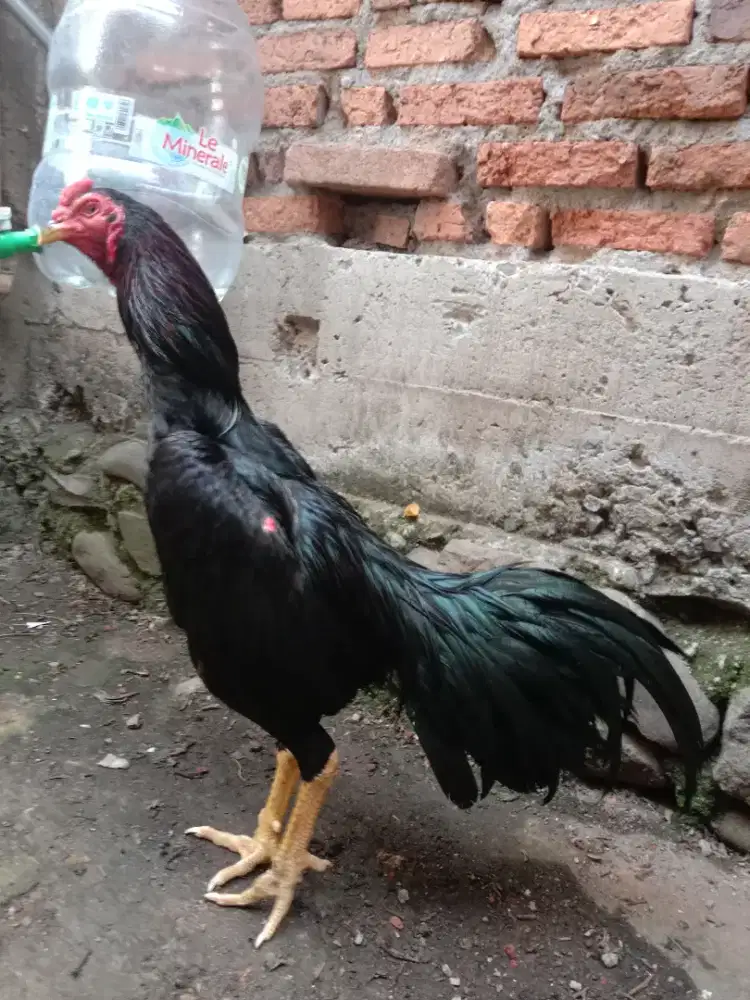 Jual BK Mangon,umur 7 bulan,Mental Full,klo sma2 muda,ukuran 4 full