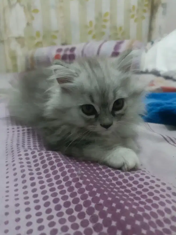 Kucing Persia Silver Classic Tabby
