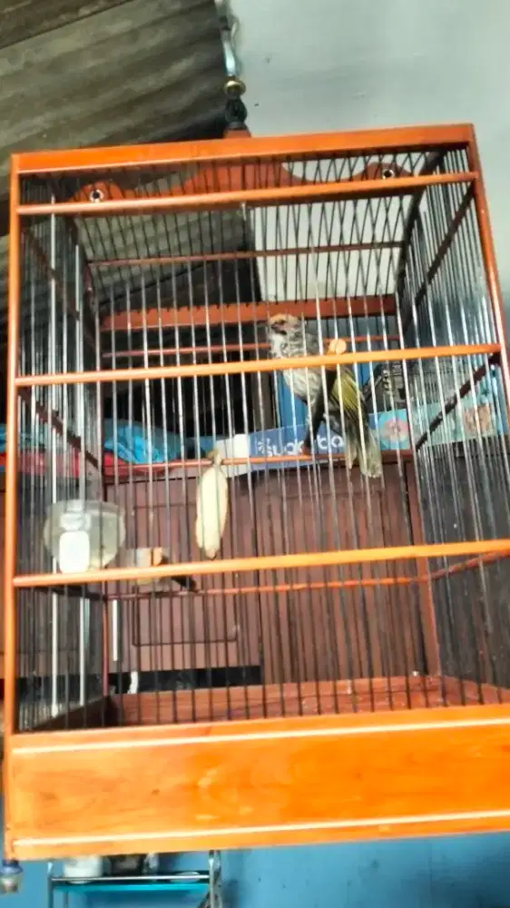 Cucak Rowo gacor banget