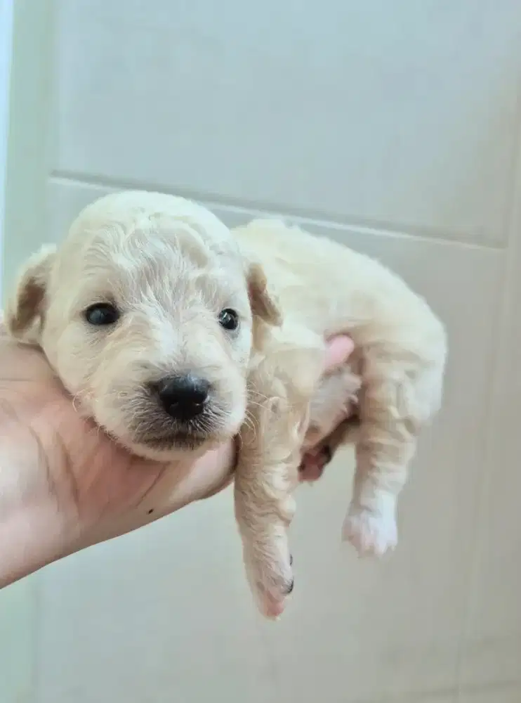 Open booking Poodle bichon female