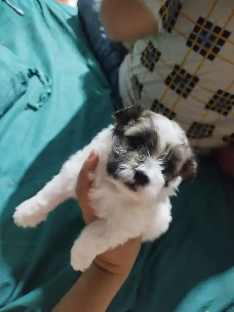 Maltipo party jantan