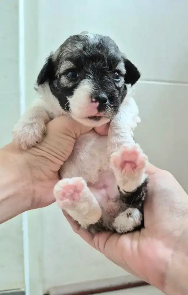 Open booking Poodle bichon party