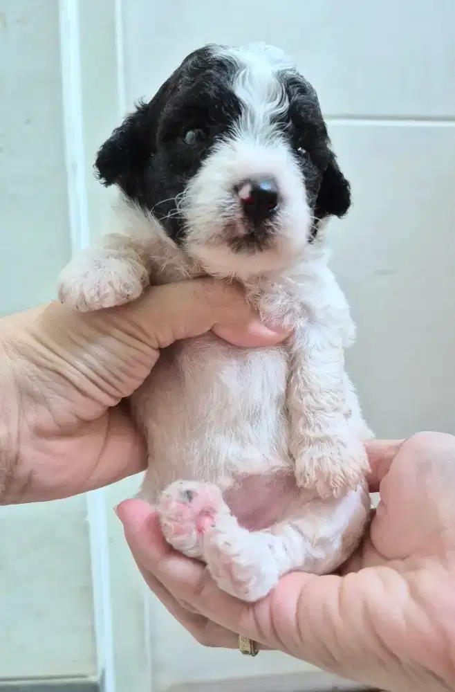 Open booking Poodle bichon female