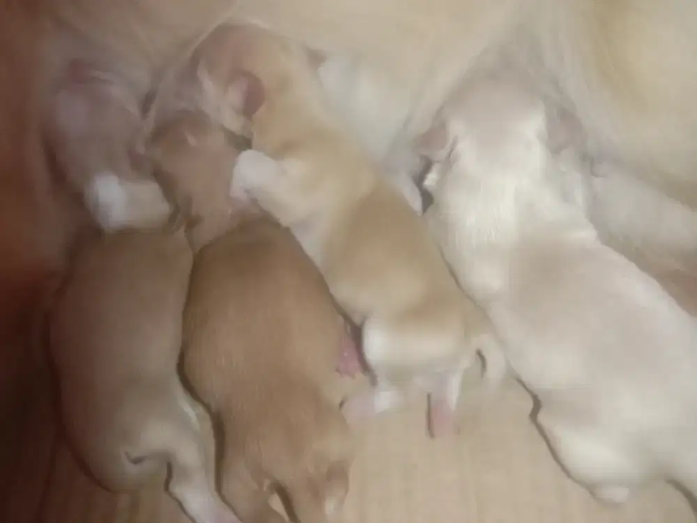 Bayi anjing corgi mix pom 1 jantan, 3 betina