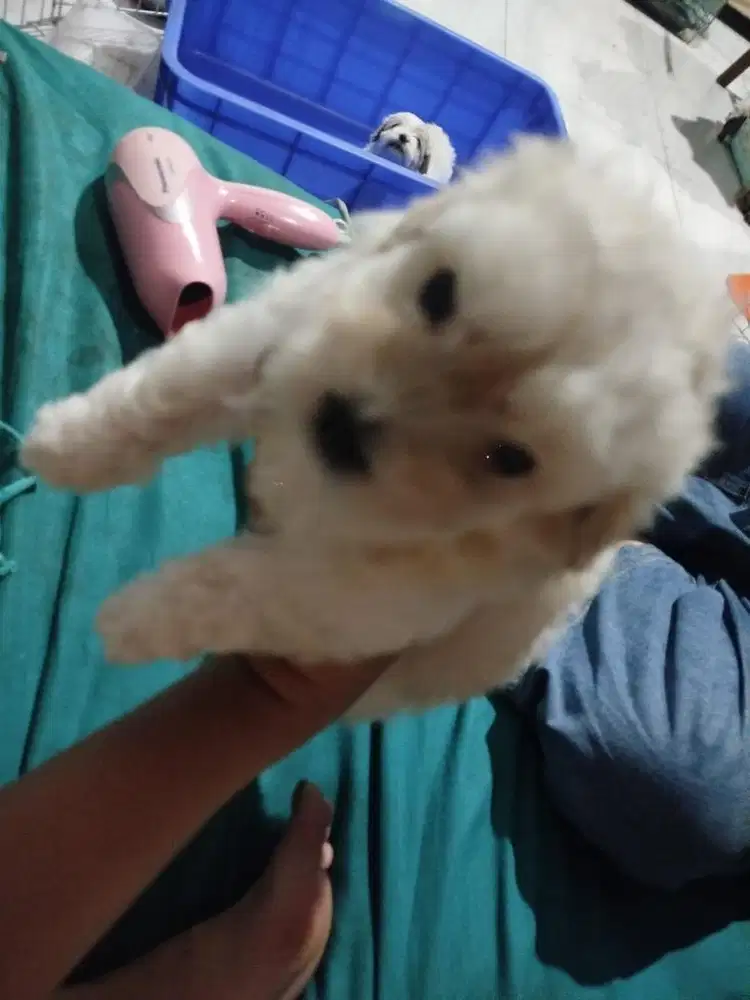 Maltipo cream jantan