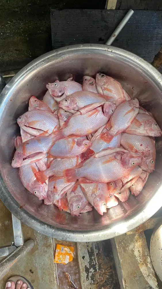 Nila Frozen 3-4 ekor per pack