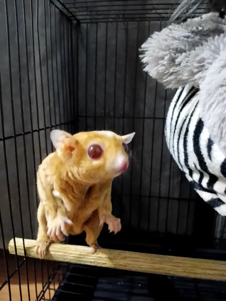 Sugar glider sepasang