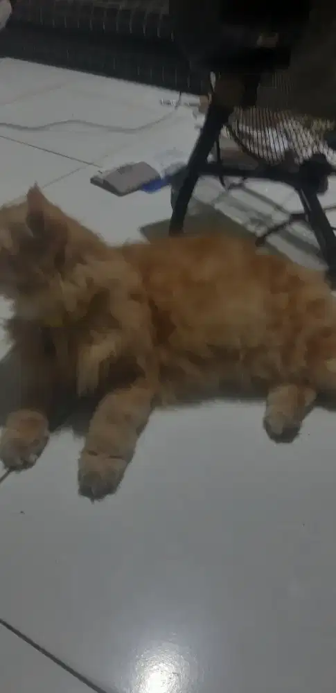 kucinv anggora perempuan