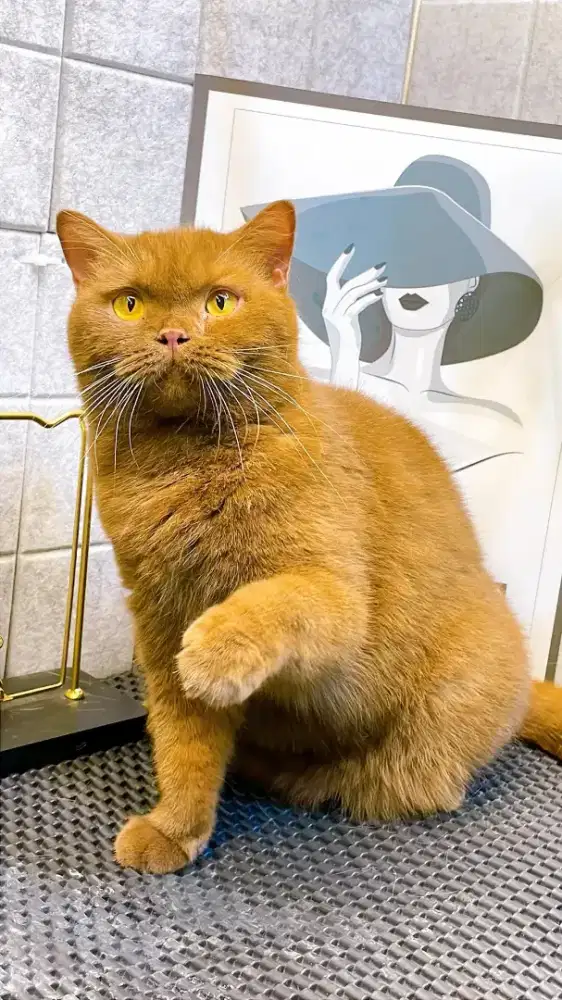 British Shorthair cinamon betina 12 bulan