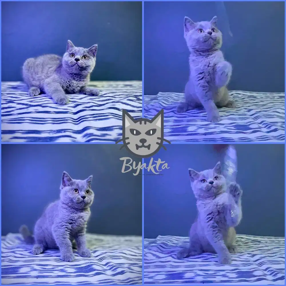 Kucing BSH, Betina, Blue Solid - Abu