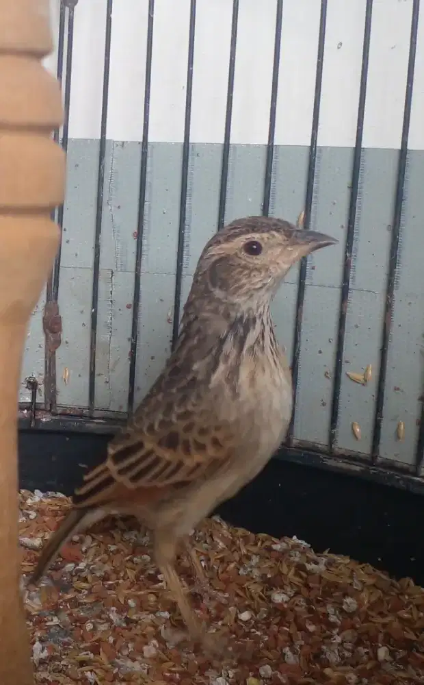 Burung Branjangan gacor