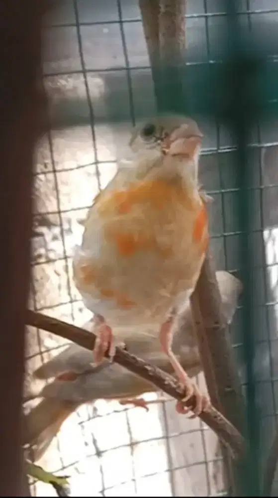 Red siskin double dilution