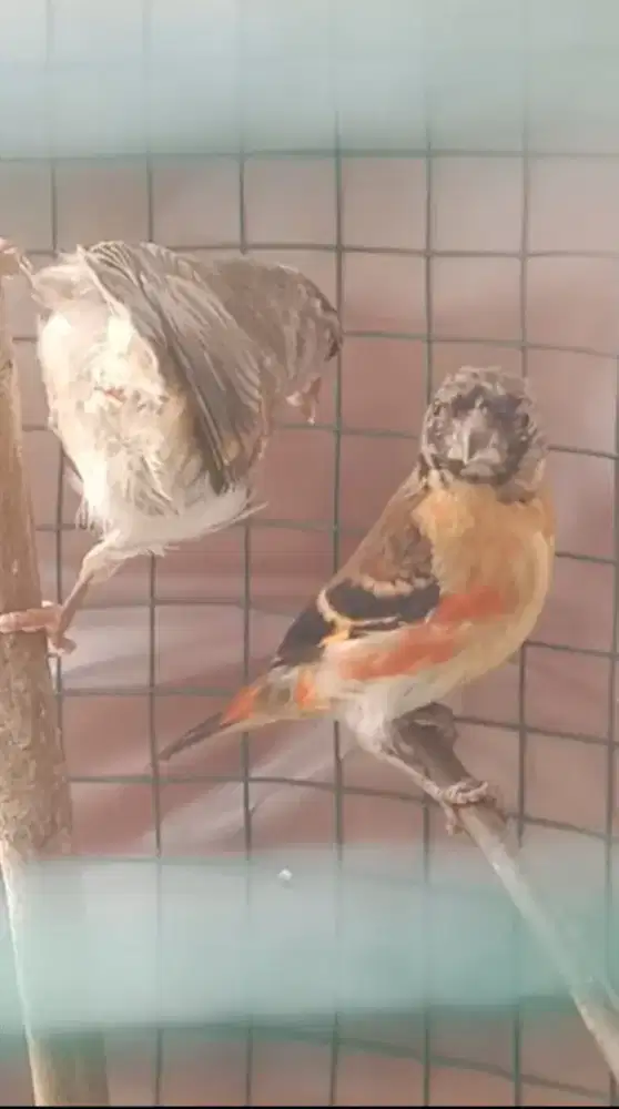 Red siskin clasik jantan trotol