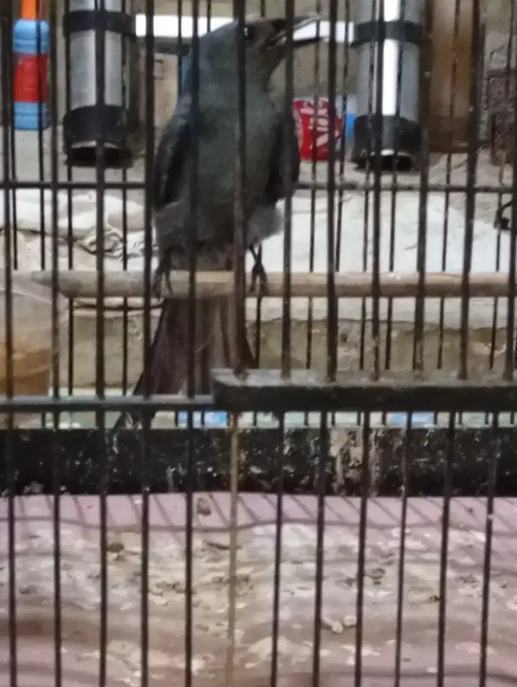 Birung srigunting abu bunyi semaunya