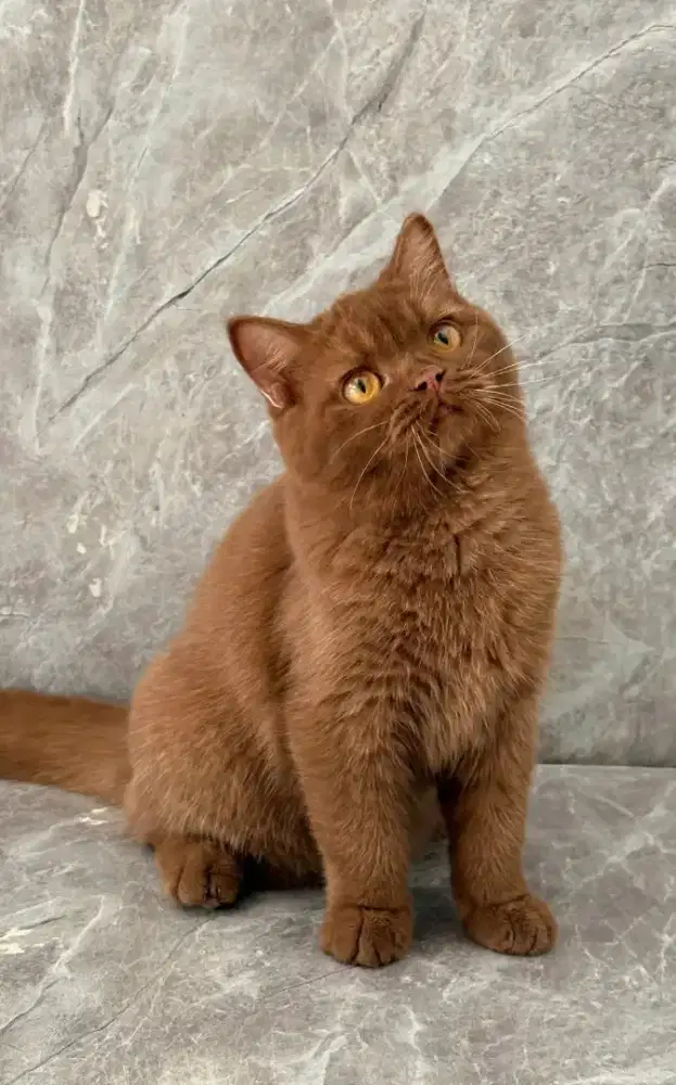 British Shorthair cinamon betina 8 bulan