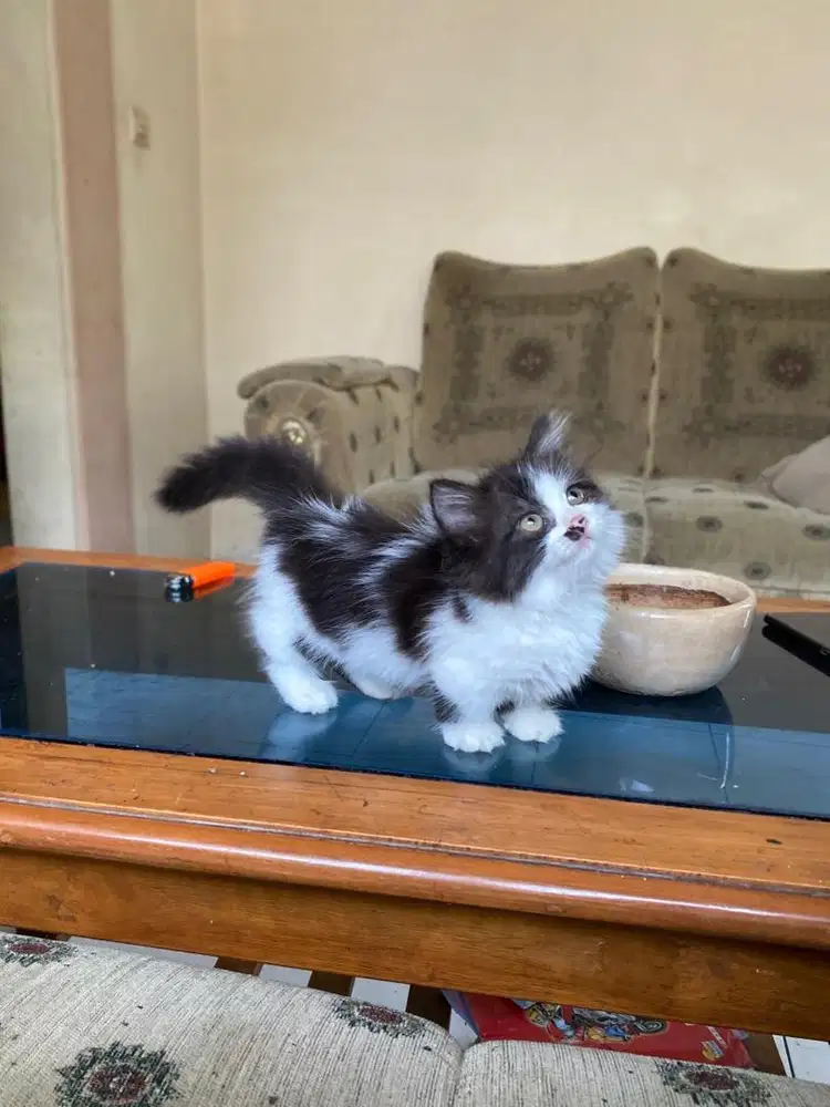 Kucing kitten munchkin minuet cebol