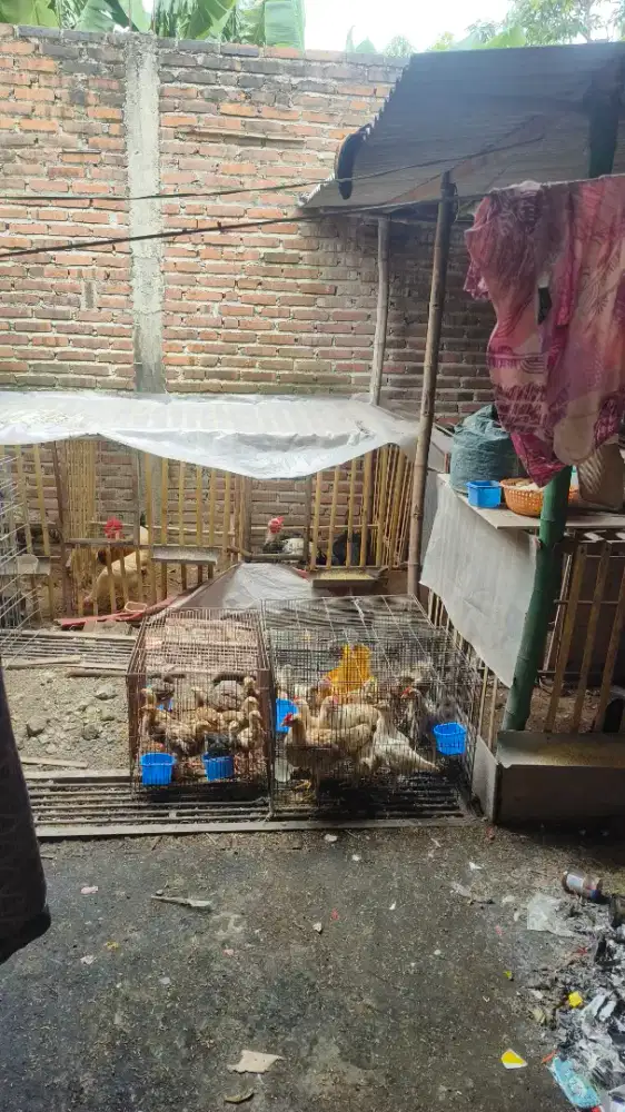 Jual Ayam betina dan jantan