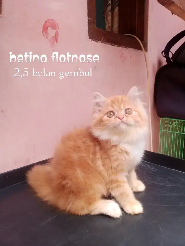 Kucing Persia flatnose
