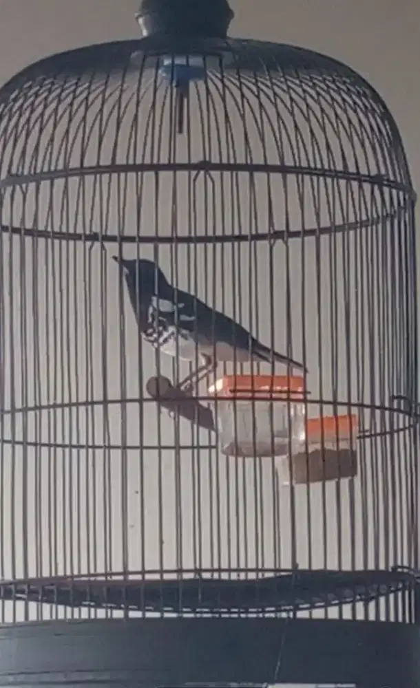 Burung Anis Kembang gacor