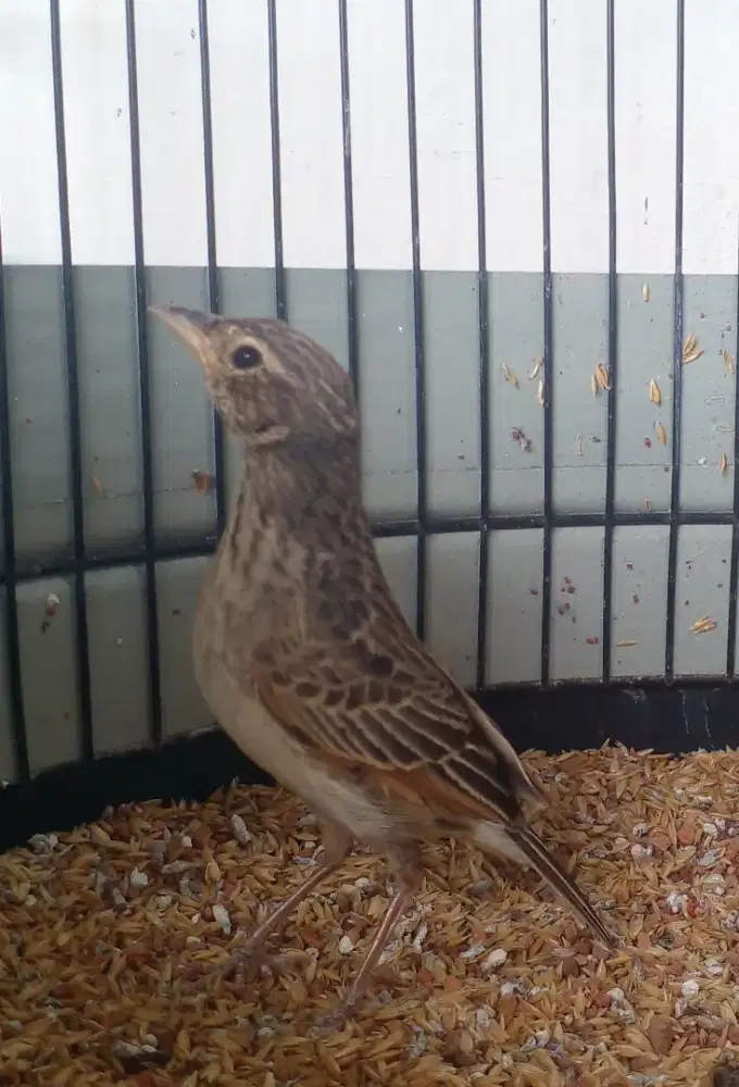 Burung Branjangan pastol