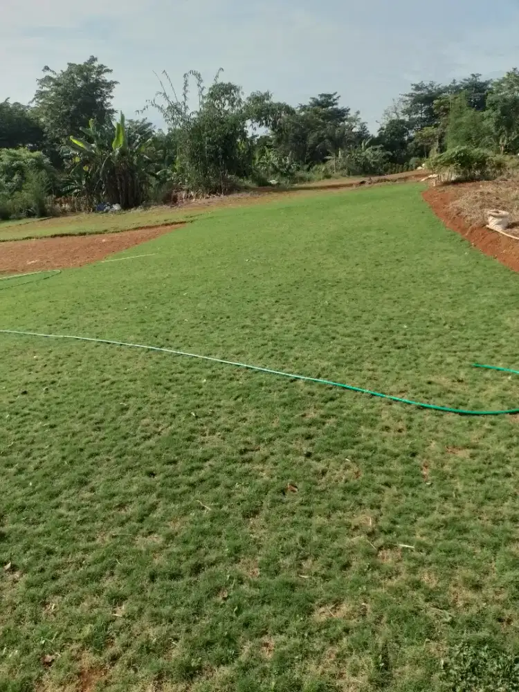 Jual Rumput Japan dll/ Menerima Pembuatan Taman