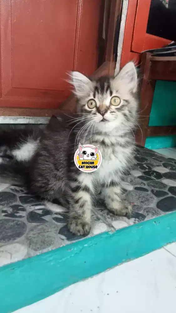 Kucing / Kitten Persia Medium