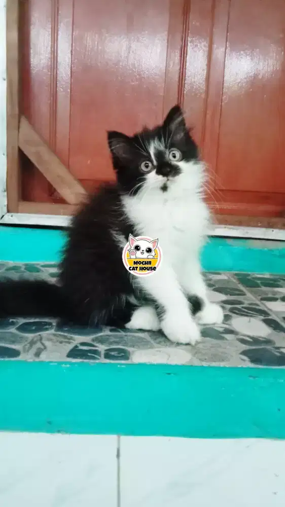 Kucing / Kitten Persia Medium